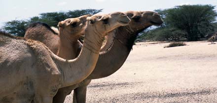 Bahrajn velbloudi